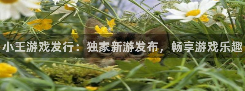 新城平台代理怎么做
